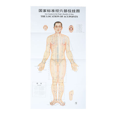 فرهنگ طب سوزنی 1.2*1.6 متر 3 عدد در هر مجموعه برای آموزش نکات طب سوزنی