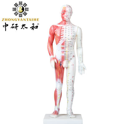 مدل بدن طب سوزنی چینی با عضلات 60/85/170cm
