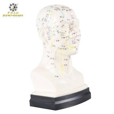 کیفیت  Eco Friendly 20cm Head Acupuncture Body Model Without Effusion Liquid کارخانه