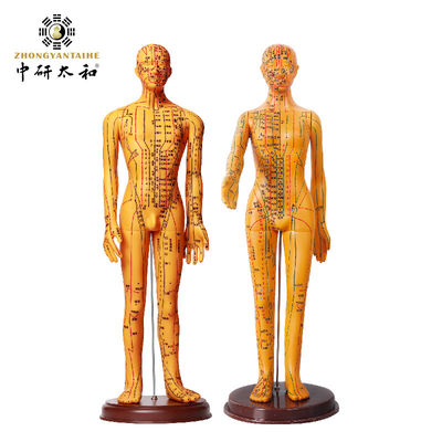 مدل طب سوزنی با مفاصل انعطاف پذیر برای یادگیری ساختار بدن