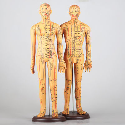 نقشه نصف‌النهار شامل مدل بدن طب سوزنی تقریباً 5 کیلوگرم، چند منظوره برای تکنیک‌های مختلف