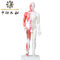 مدل بدن طب سوزنی چینی با عضلات 60/85/170cm