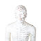 گواهینامه GMP بدن انسان مدل طب سوزنی مردانه نقطه ای 50 سانتی متری